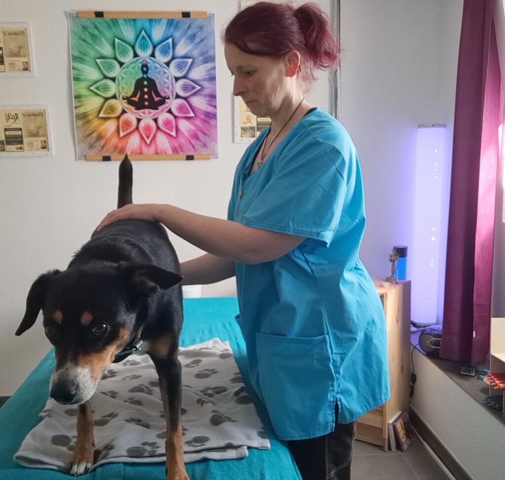 Natascha Energetik Therapeutin bei der Behandlung eines Hundes, der auf der Massage liege steht