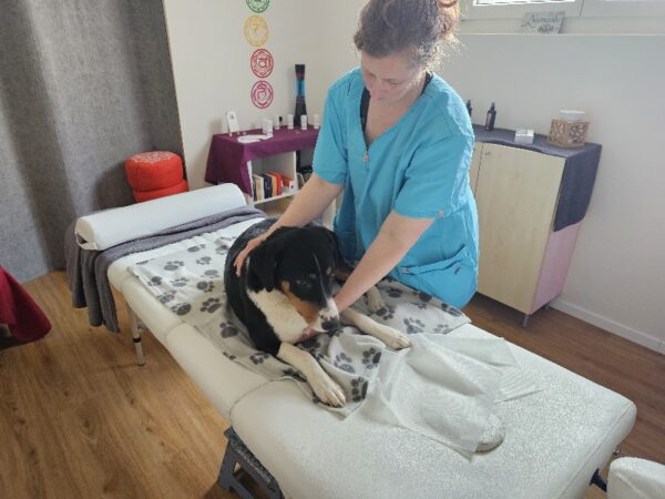 Ein Hund auf der Massageliege und wird von einer Therapeutin mit Reiki behandelt