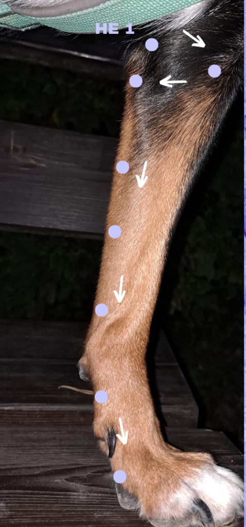 Ein Hundebein auf dem der Verlauf des Herzmeridians eingezeichnet ist. 
